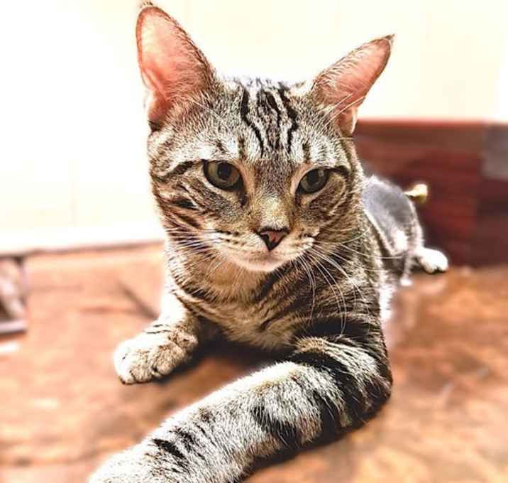 Photo of Rambo