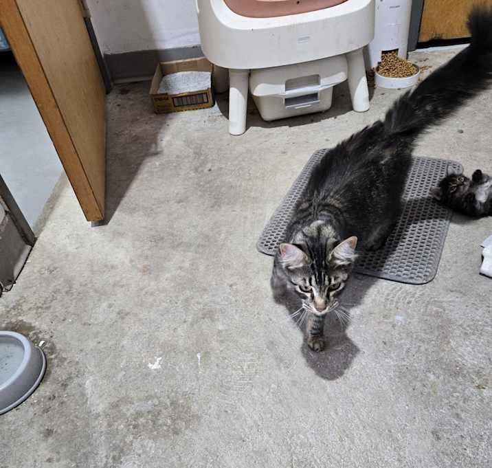 Photo of Cookie