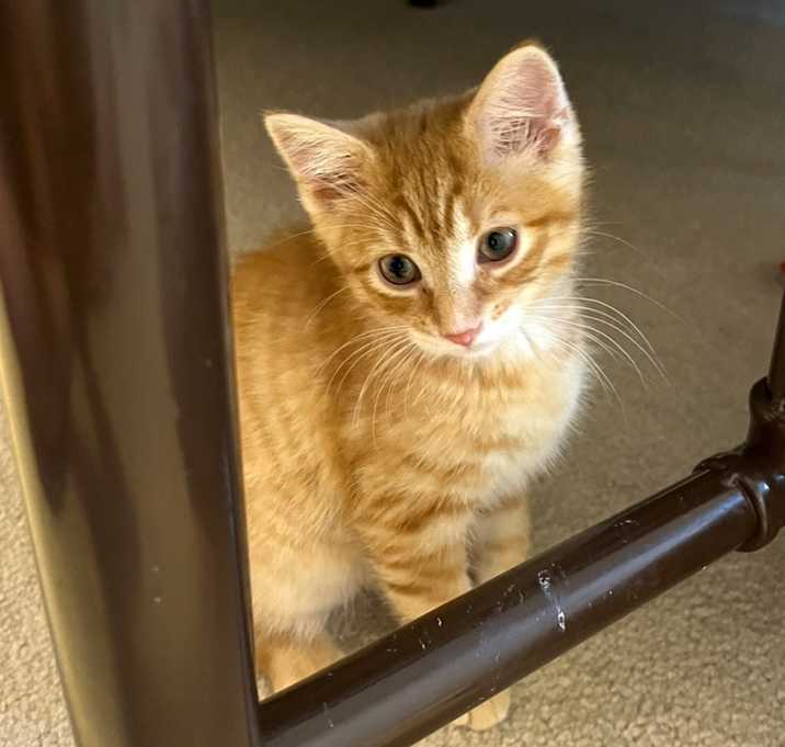 Photo of Mango (Fruit salad litter)