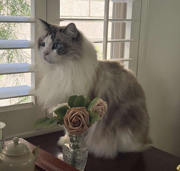 Photo of Sasa