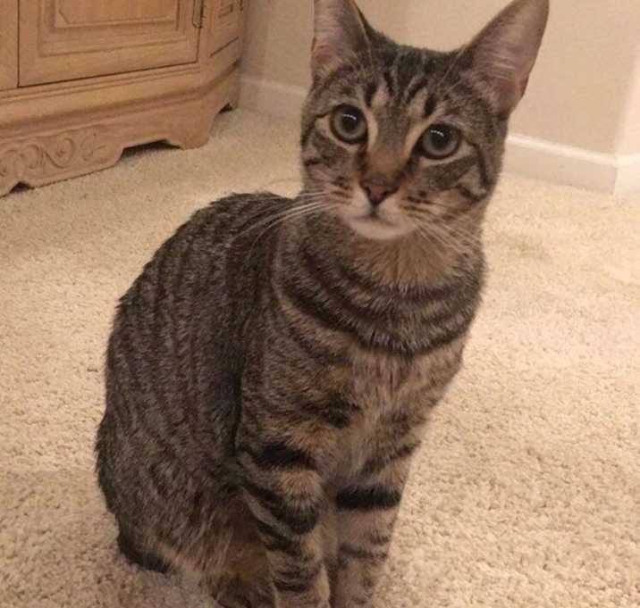 Photo of Miso