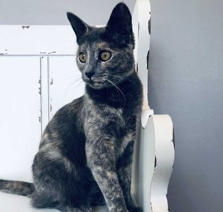 Photo of Nala