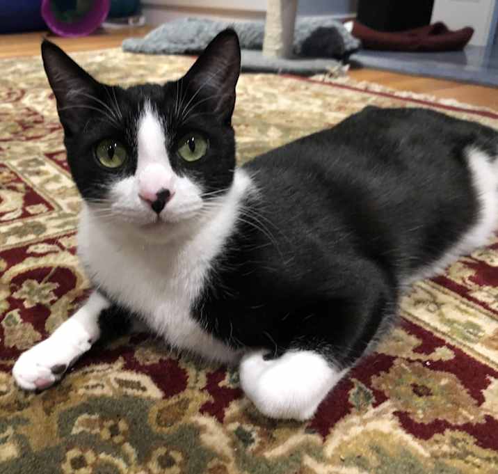 Photo of Pip