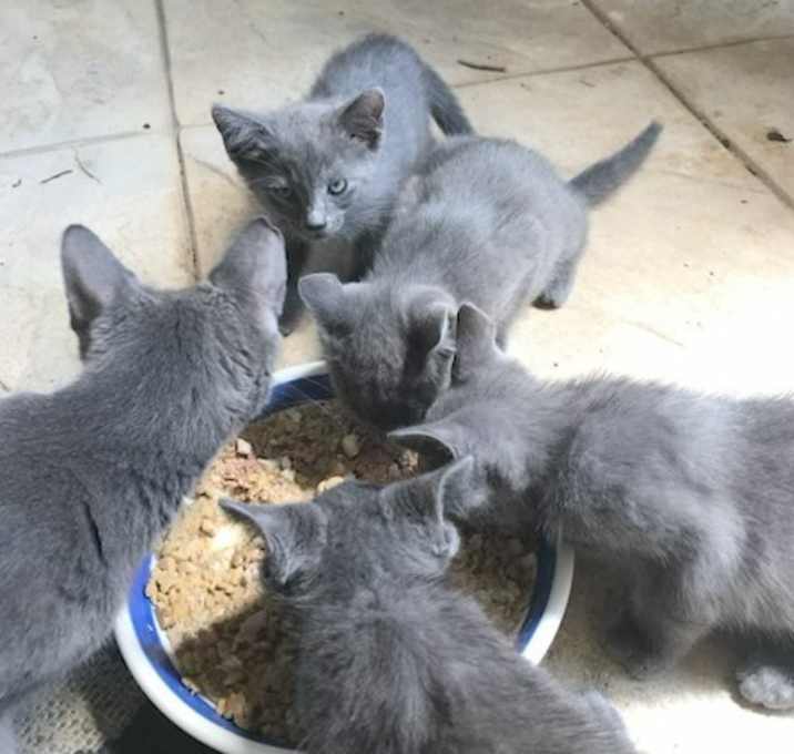 Photo of Kittens