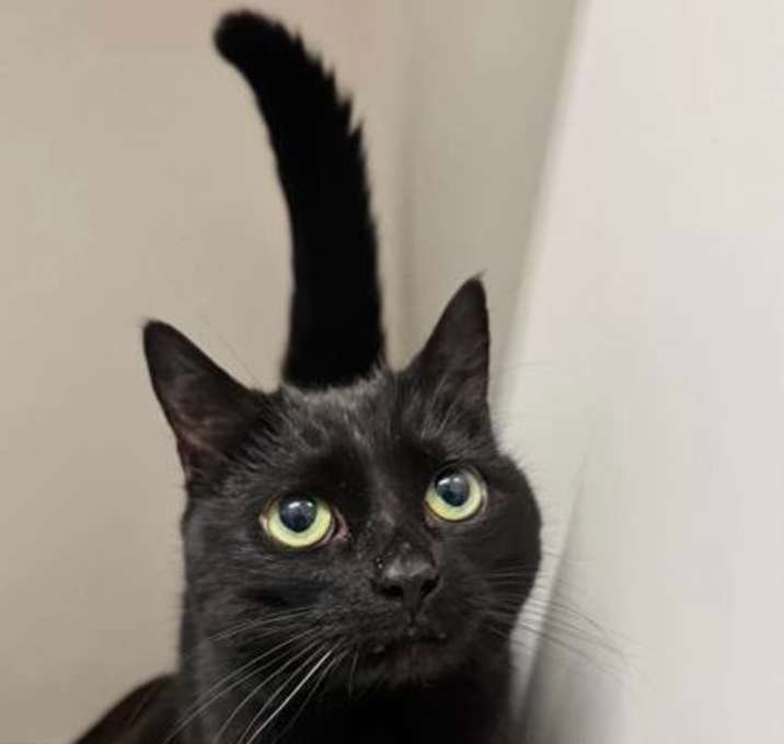 Photo of Dot