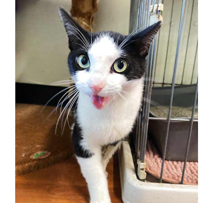 Photo of Oreo
