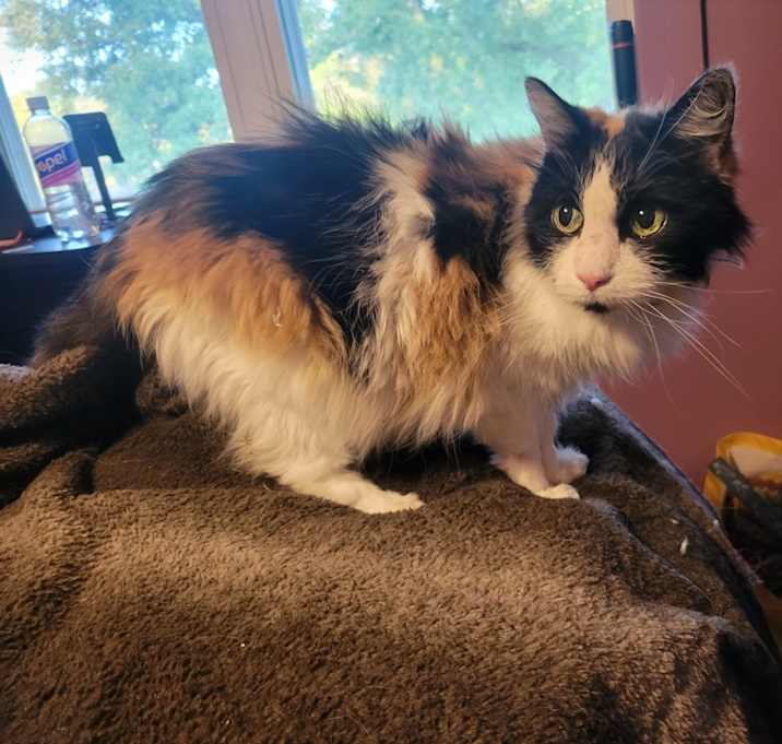 Photo of Alice