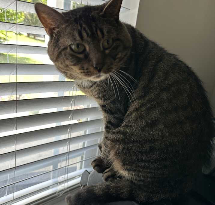 Photo of Frisky