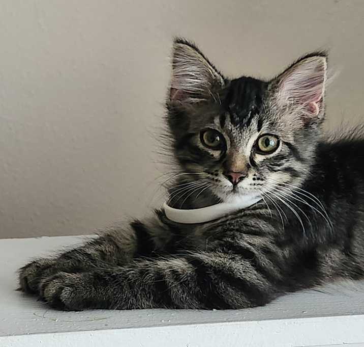 Photo of Willow