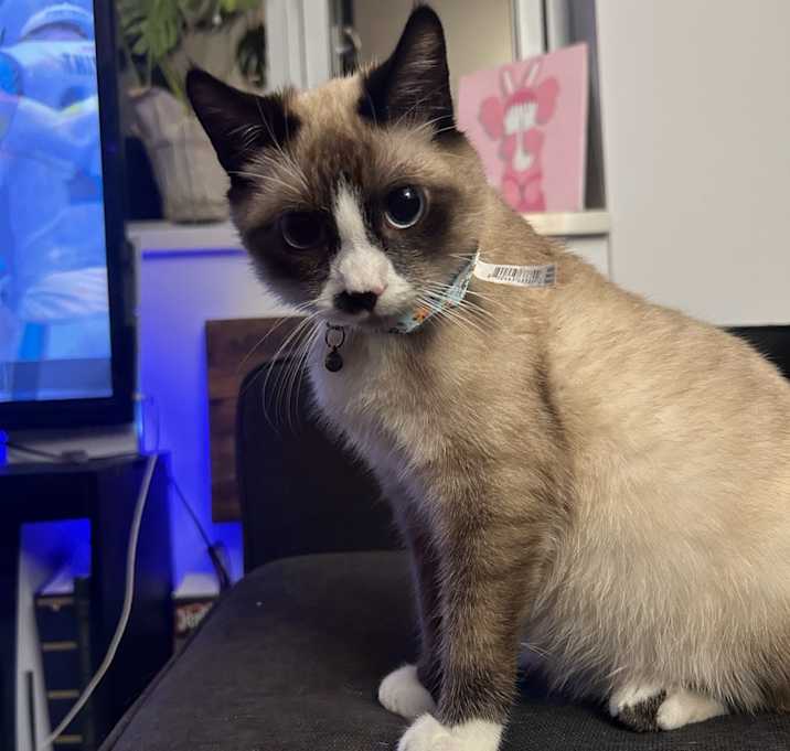 Photo of remy