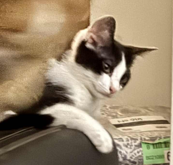 Photo of Timmy
