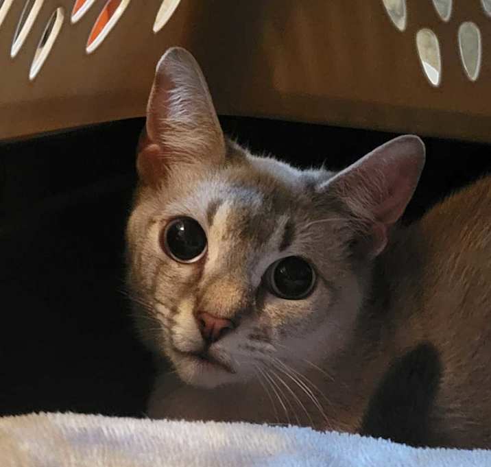 Photo of Sylvie