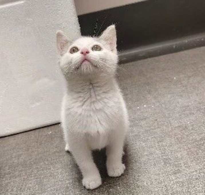Photo of Pookie