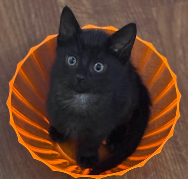 Photo of Yang