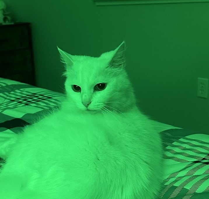 Photo of Lilli