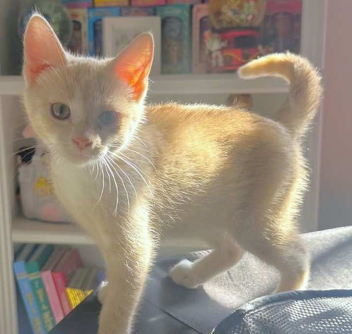 Photo of Bobba