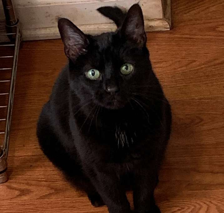 Photo of Piper