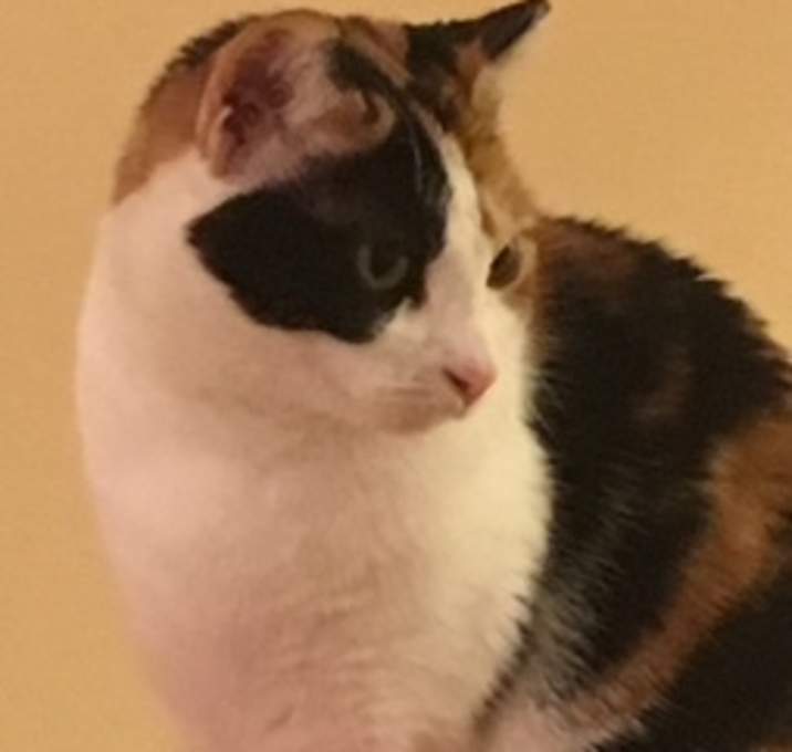 Photo of Barbie