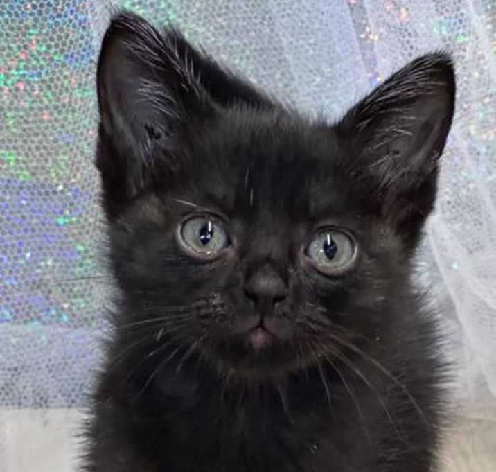 Photo of Skittles