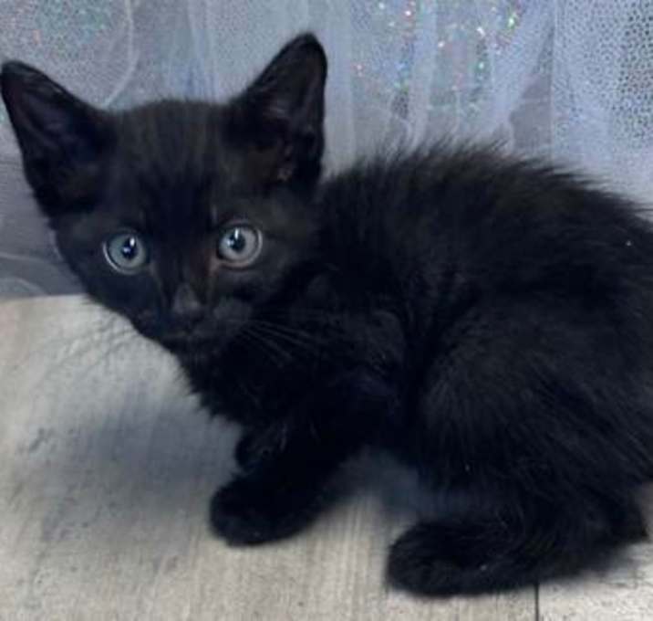 Photo of Licorice