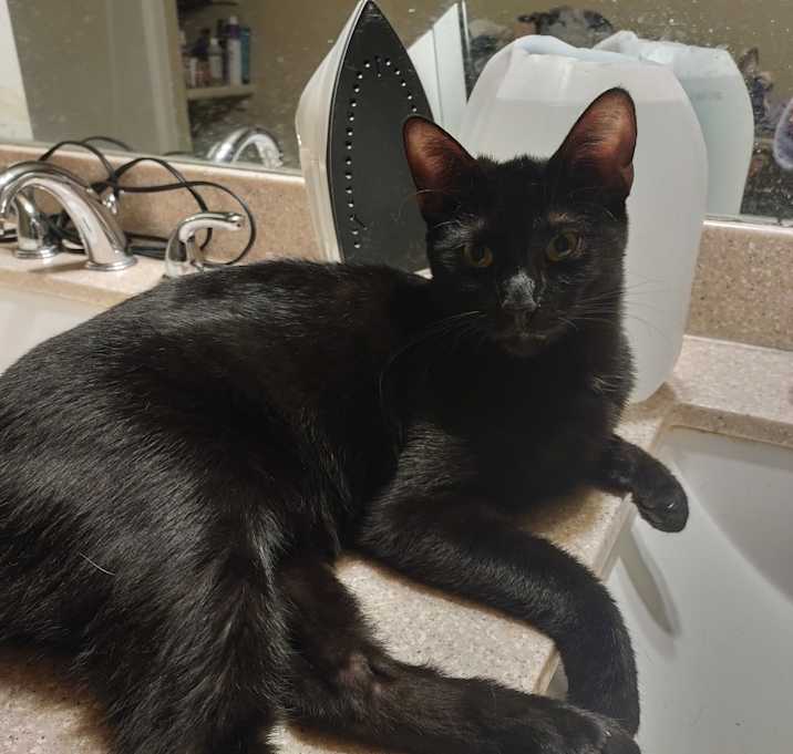 Photo of Bear