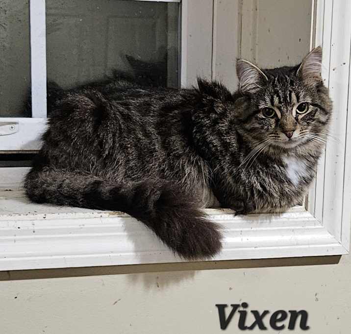 Photo of Vixen