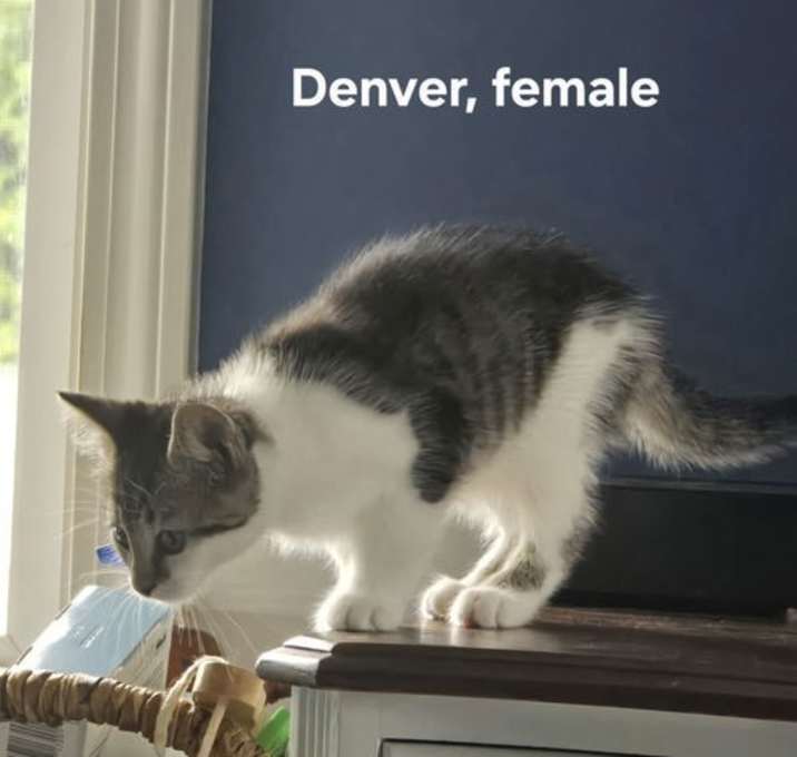 Photo of Denver