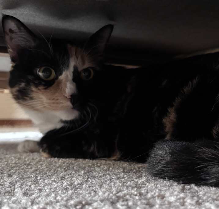 Photo of Artemis