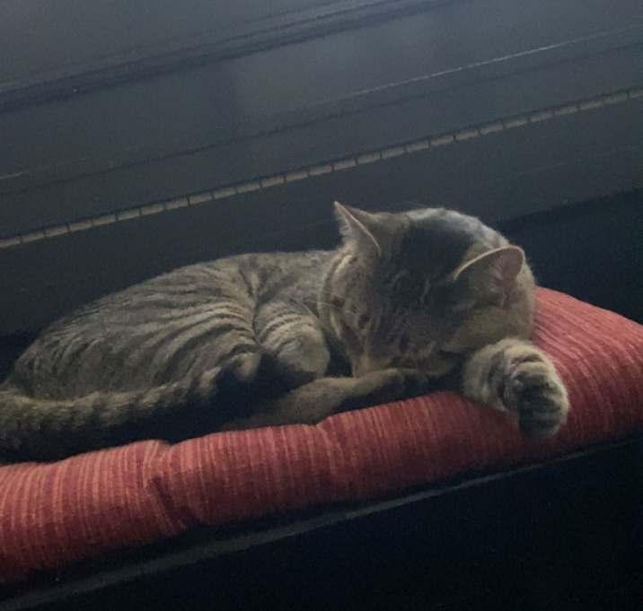 Photo of Chico