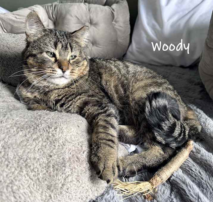 Photo of Woody