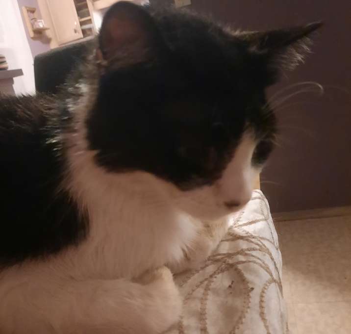 Photo of Snowy