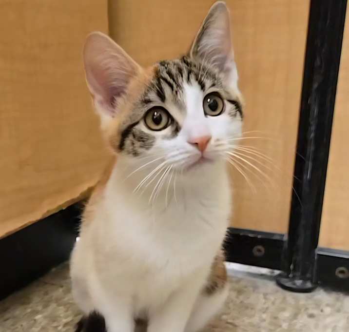 Photo of Kiki