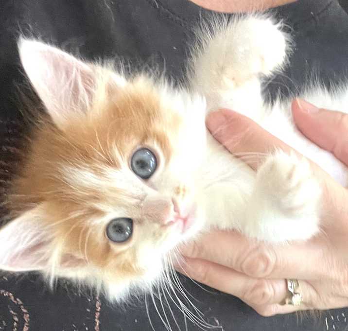 Photo of Mango