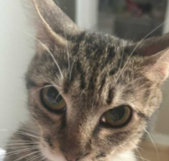 Photo of Cerelia