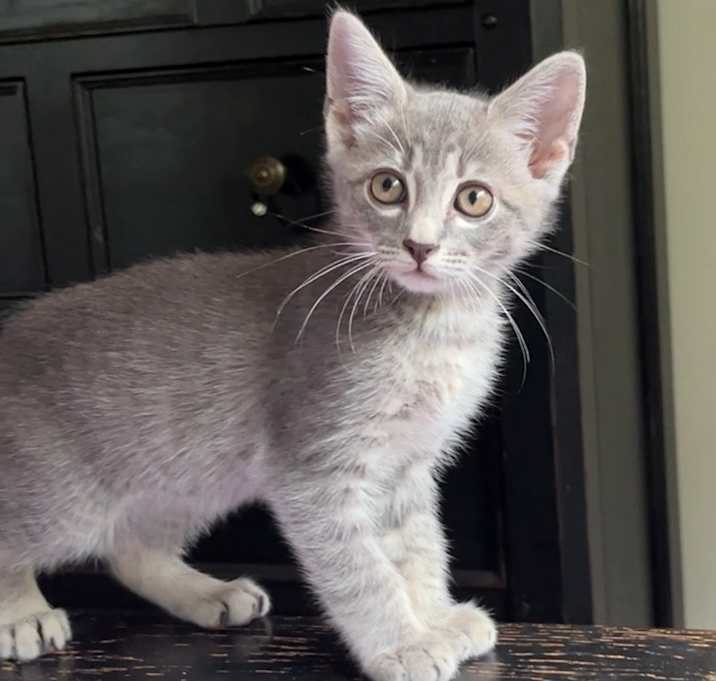 Photo of Pebbles