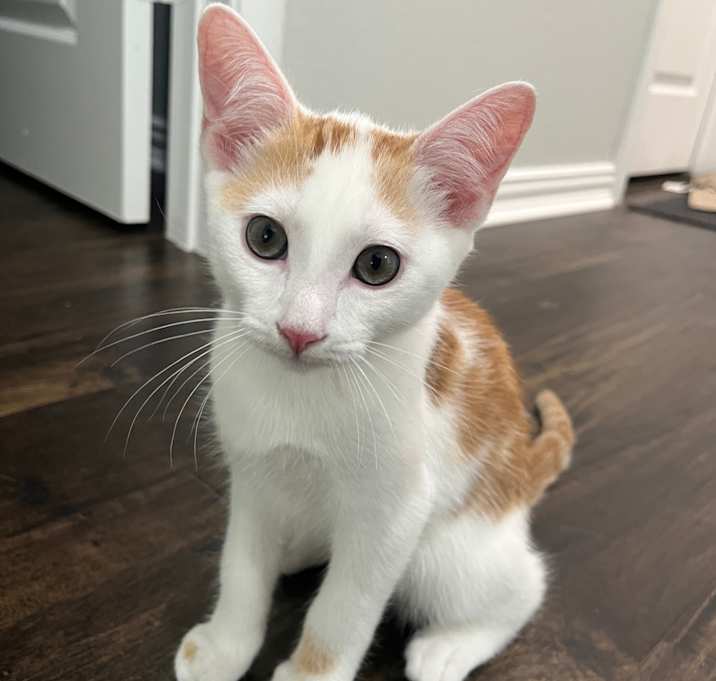 Photo of Juniper Jr.