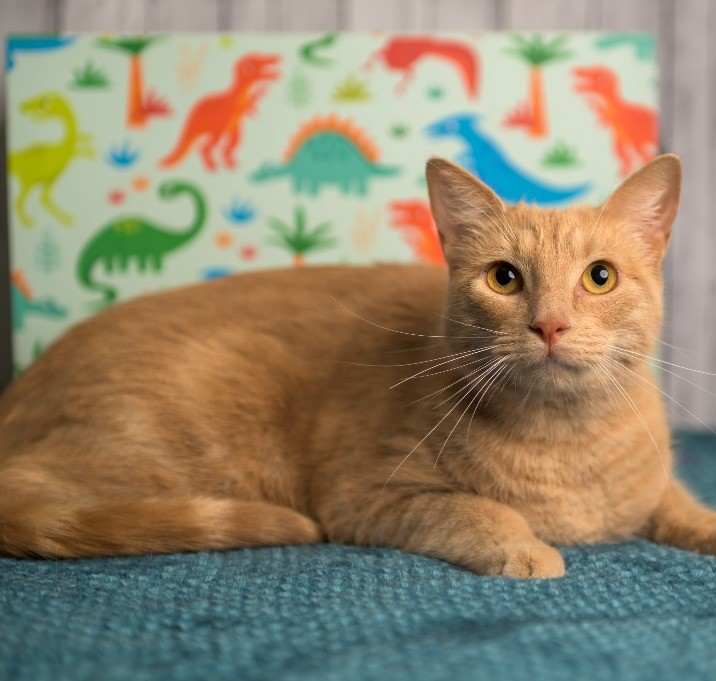 Photo of Rufus