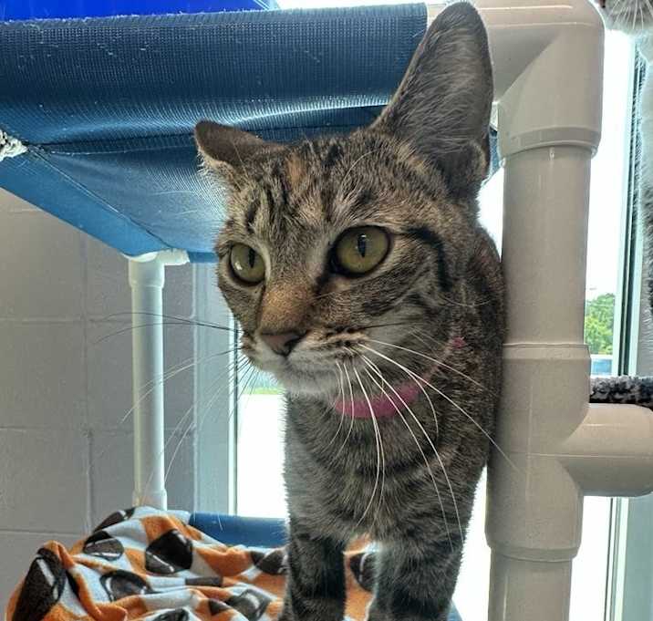 Photo of Tink