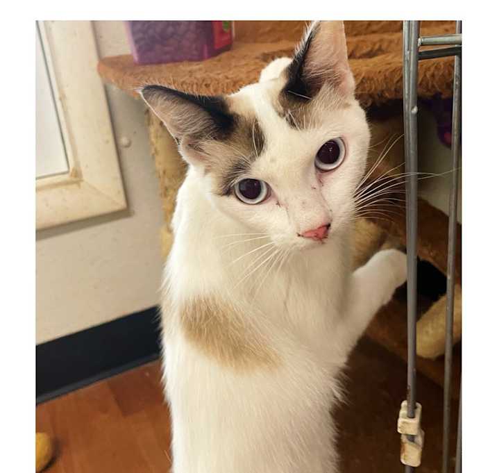 Photo of Angel