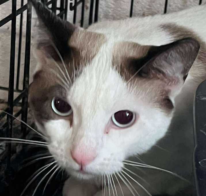 Photo of Stella