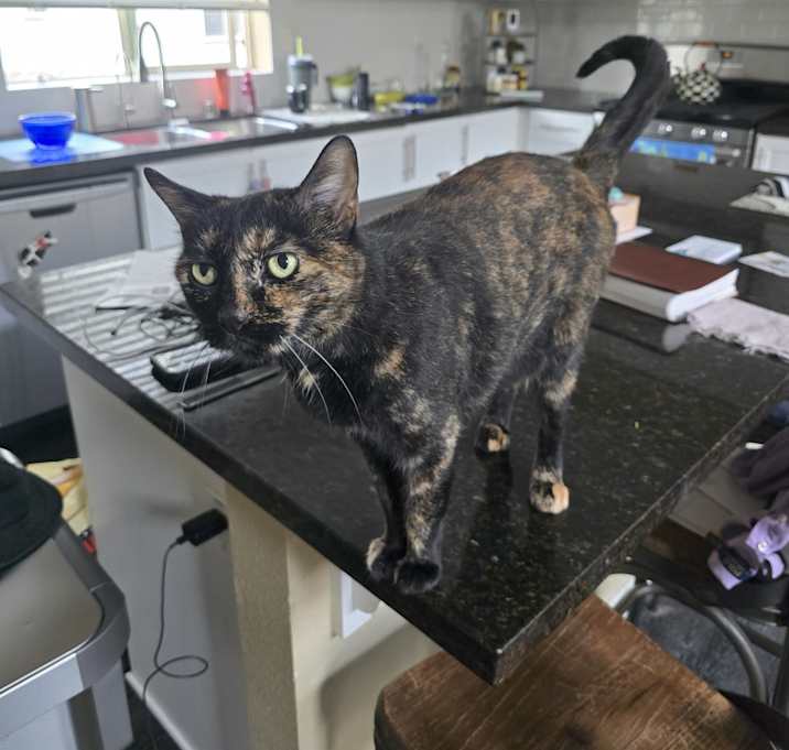 Photo of CALI