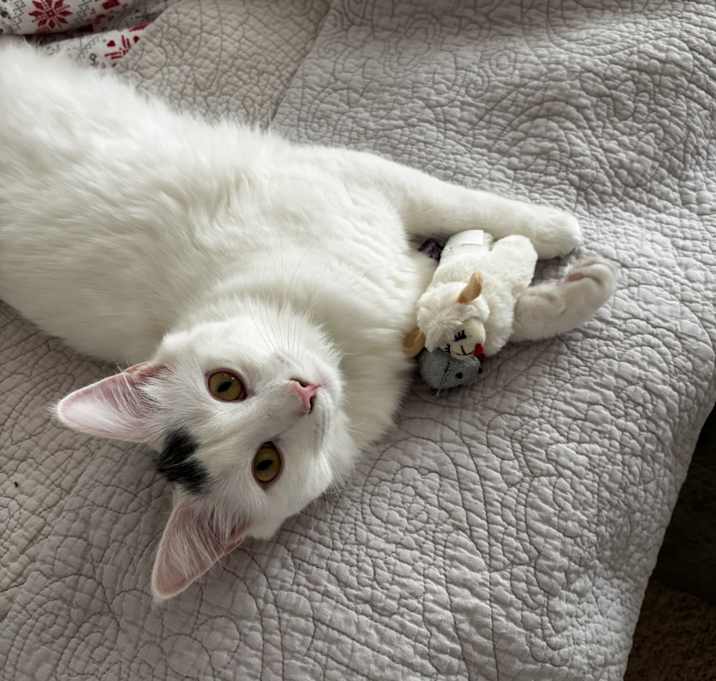 Photo of Artemis