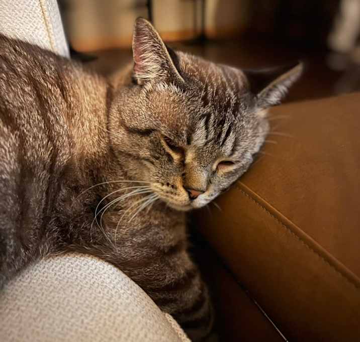 Photo of Yeti