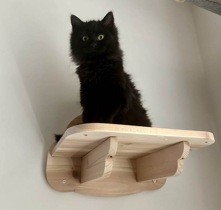 Photo of Nyx