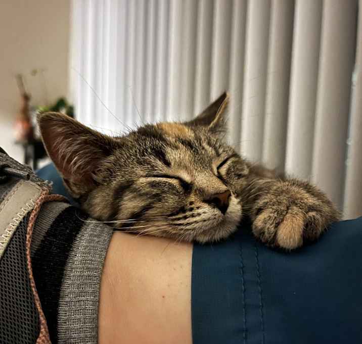 Photo of Kitty