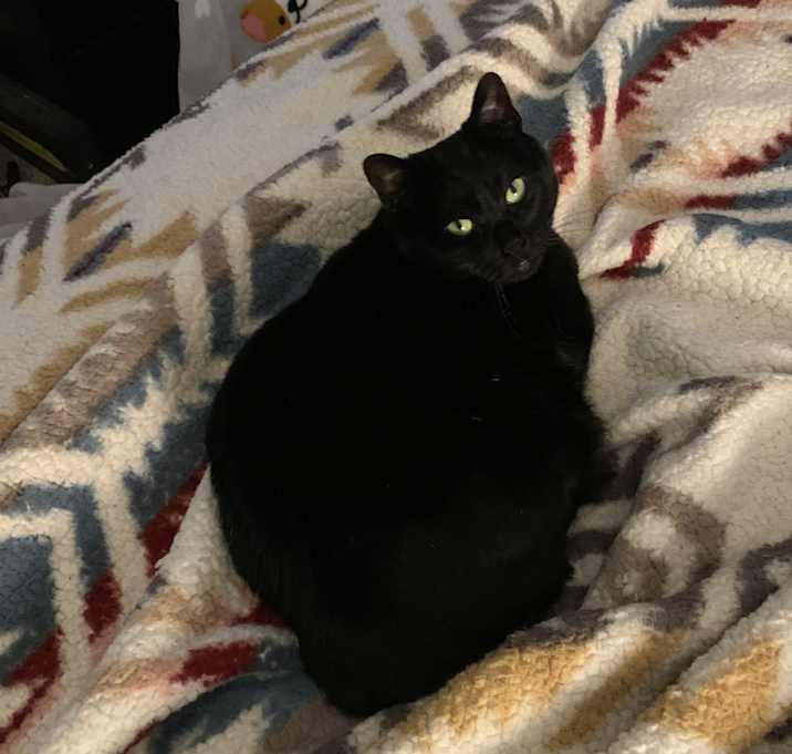 Photo of Kiwi