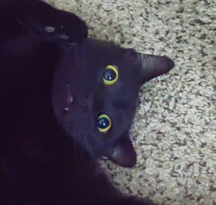 Photo of Mico