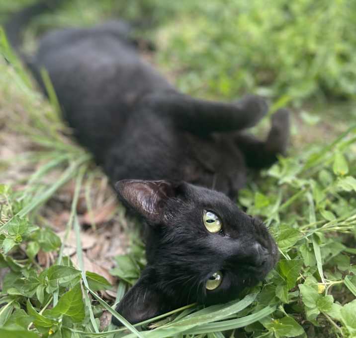 Photo of Cleocatra