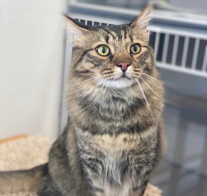 Photo of Loki