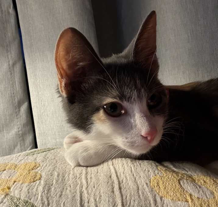 Photo of Willow
